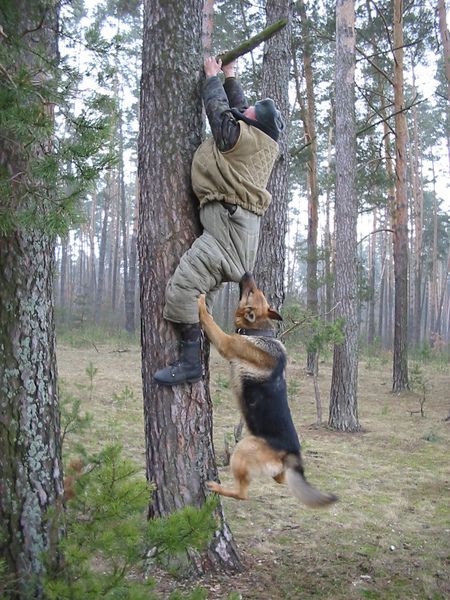 attack_dog_traning_went_wrong_good_reasons_why_you_shouldnt_mess_with_nature-s450x600-37732-580.jpg